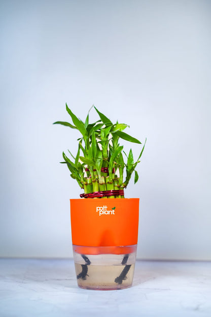 Buy Lucky Bamboo Plant Online India | PottPlant
