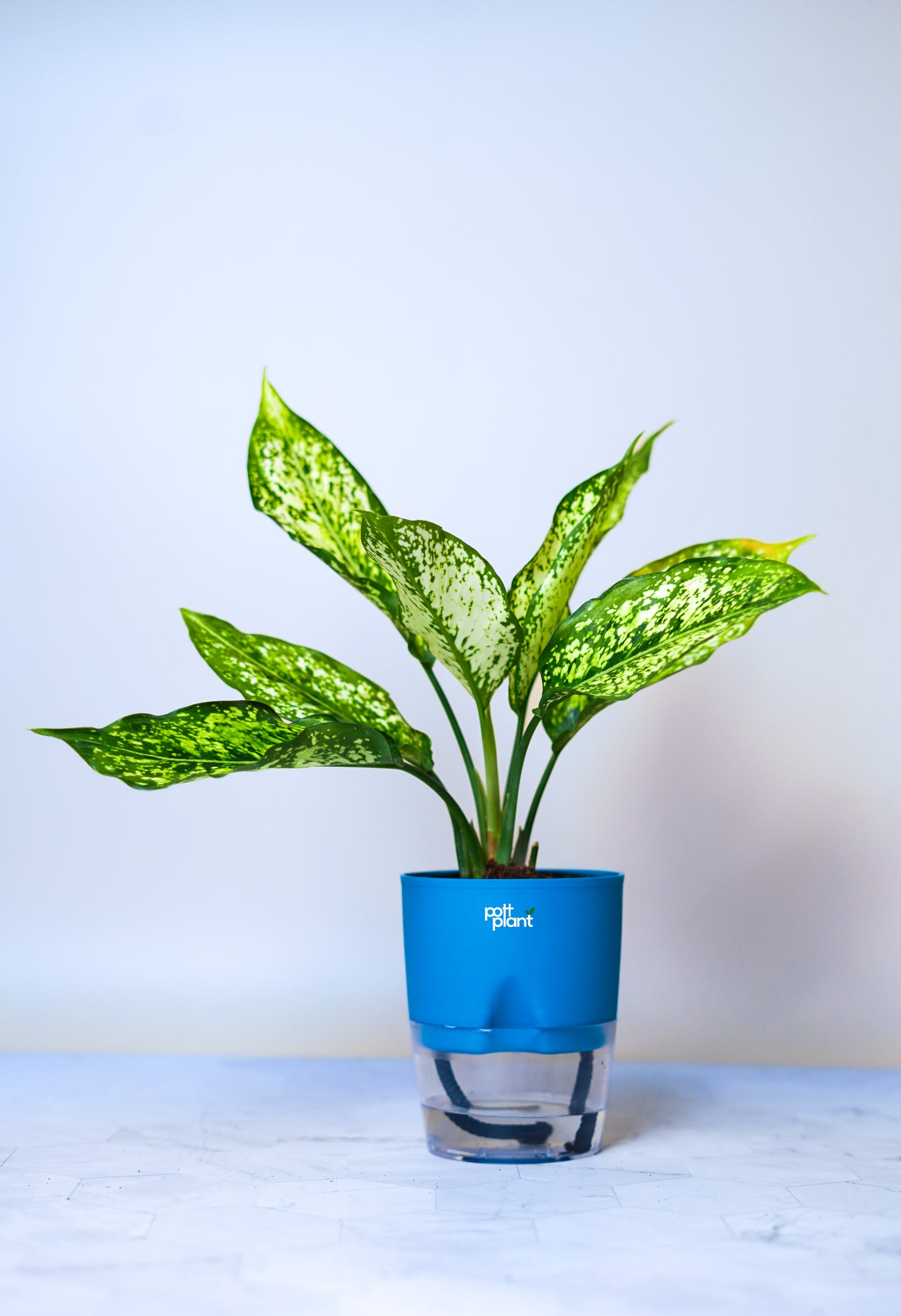 Buy Snow White Aglaonema Plant Online India | PottPlant