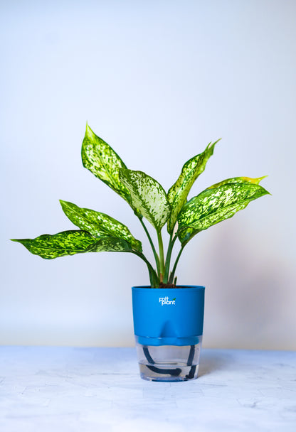 Buy Snow White Aglaonema Plant Online India | PottPlant