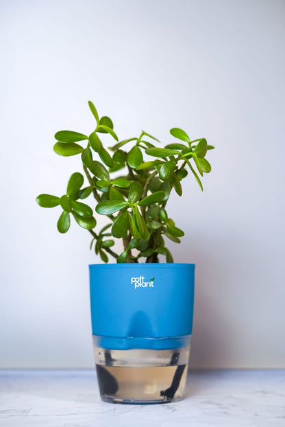 Buy Jade Plant Online India | Self Watering Pot | PottPlant