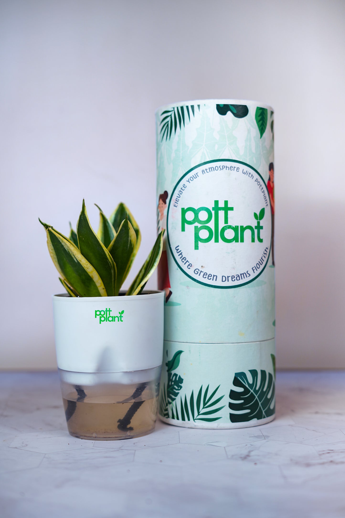 Buy Variegated Snake Plant Baby Online India | PottPlant