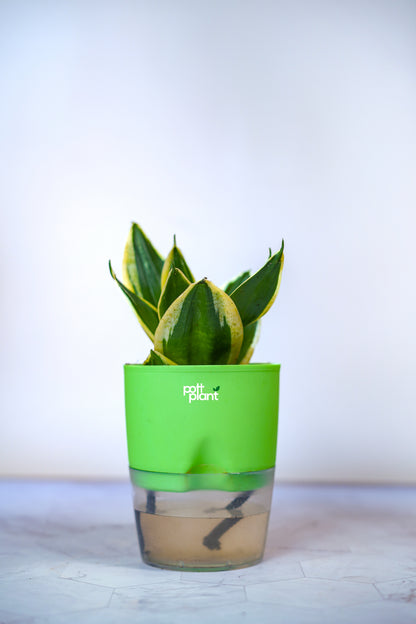 Buy Variegated Snake Plant Baby Online India | PottPlant