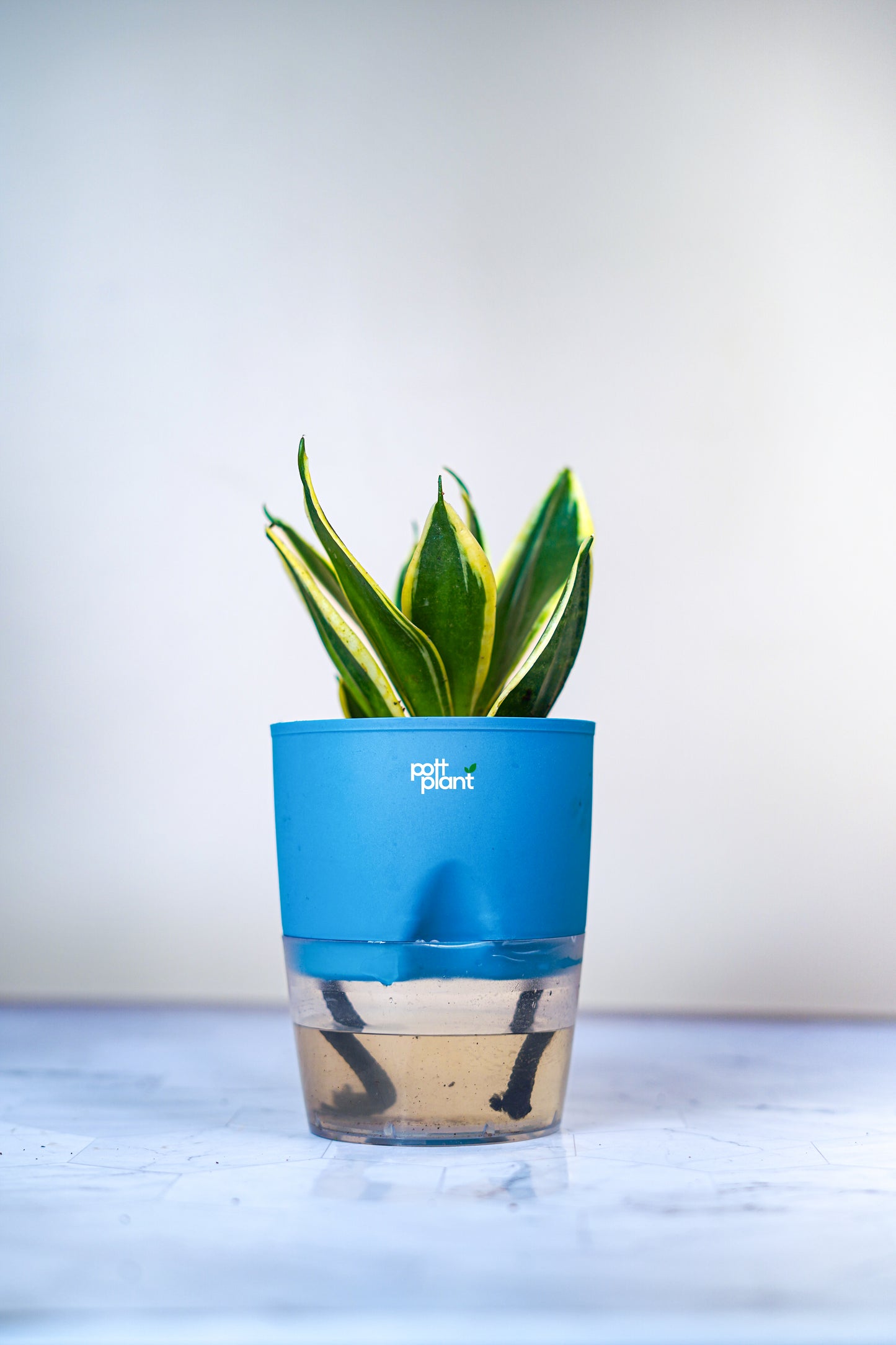 Buy Variegated Snake Plant Baby Online India | PottPlant