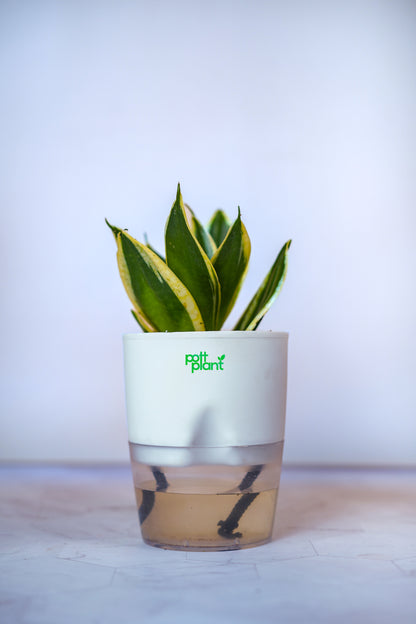 Buy Variegated Snake Plant Baby Online India | PottPlant