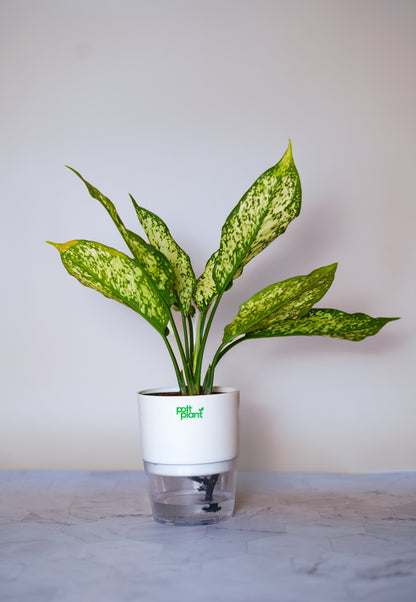 Buy Snow White Aglaonema Plant Online India | PottPlant