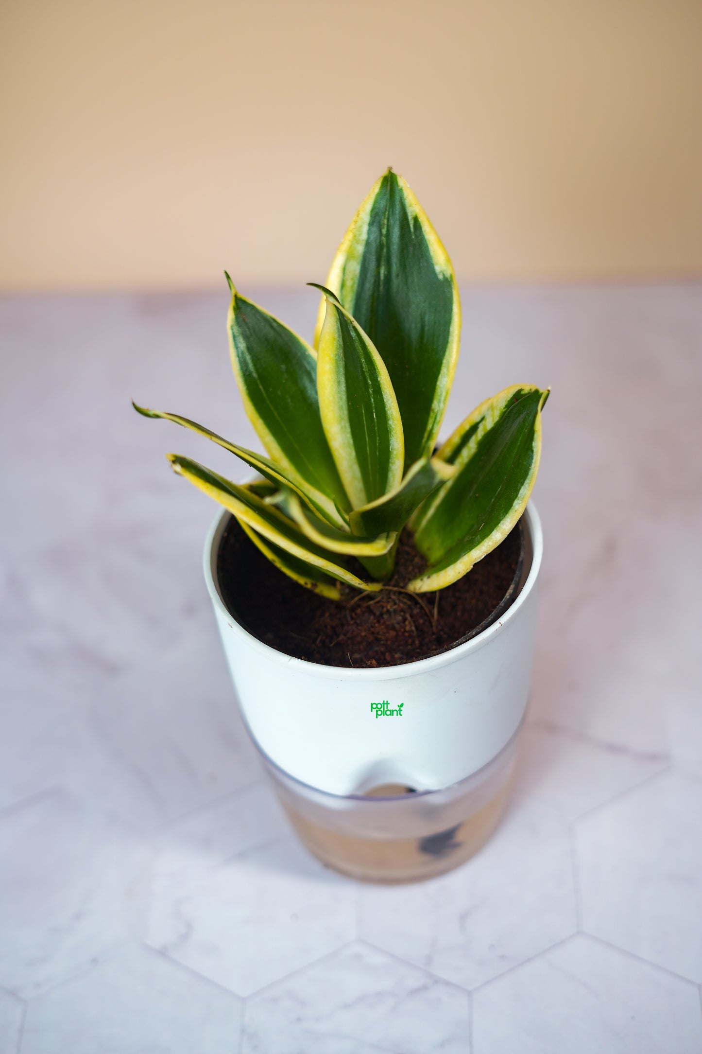 Buy Variegated Snake Plant Baby Online India | PottPlant