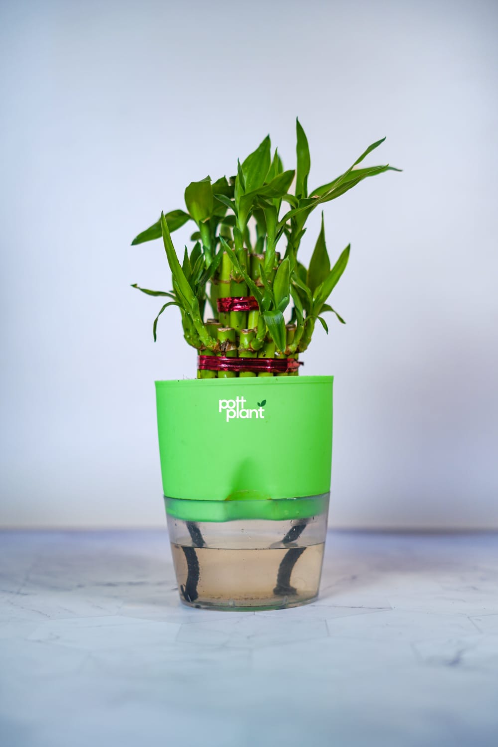 Buy Lucky Bamboo Plant Online India | PottPlant