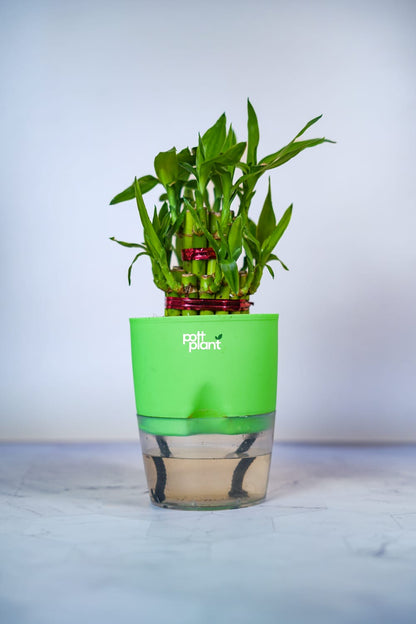 Buy Lucky Bamboo Plant Online India | PottPlant