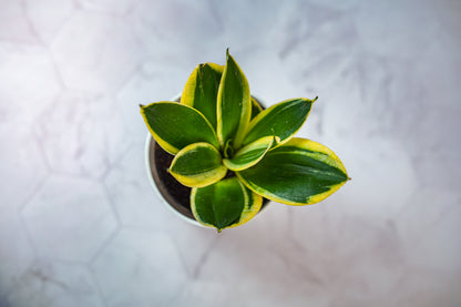 Buy Variegated Snake Plant Baby Online India | PottPlant
