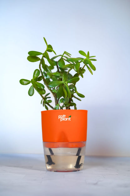 Buy Jade Plant Online India | Self Watering Pot | PottPlant