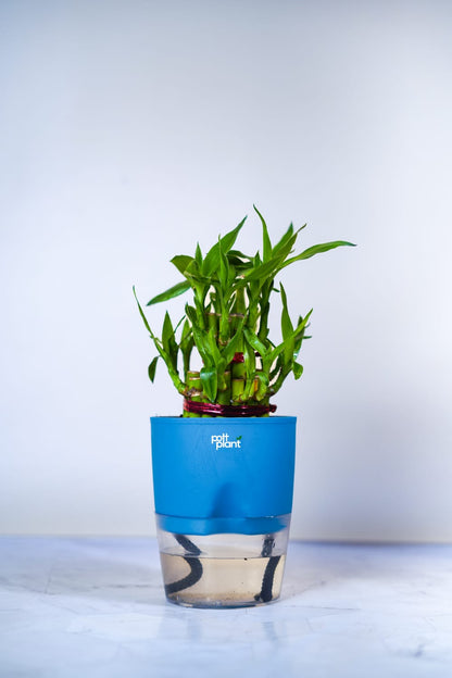 Buy Lucky Bamboo Plant Online India | PottPlant