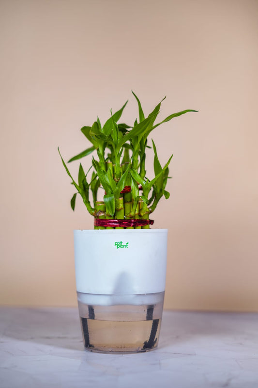 Buy Lucky Bamboo Plant Online India | PottPlant