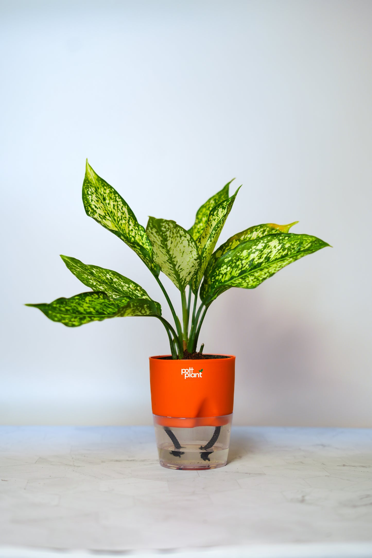 Buy Snow White Aglaonema Plant Online India | PottPlant