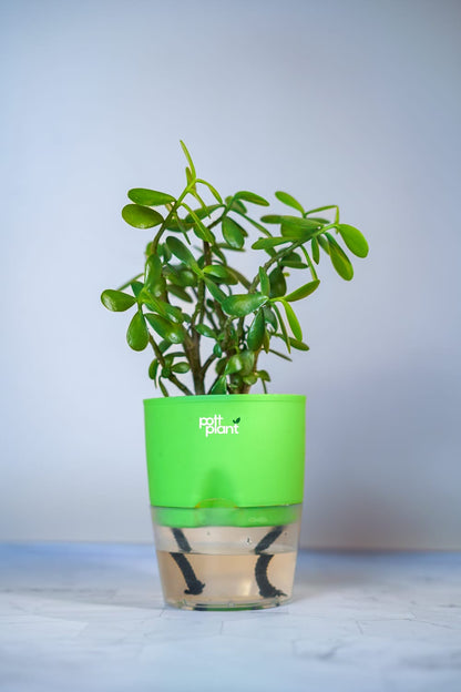Buy Jade Plant Online India | Self Watering Pot | PottPlant