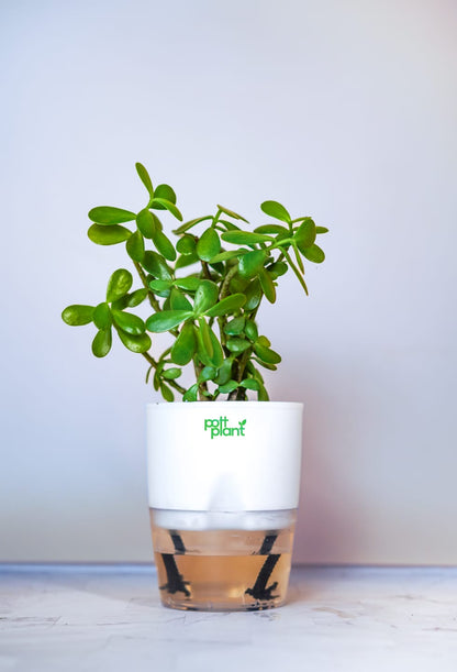 Buy Jade Plant Online India | Self Watering Pot | PottPlant