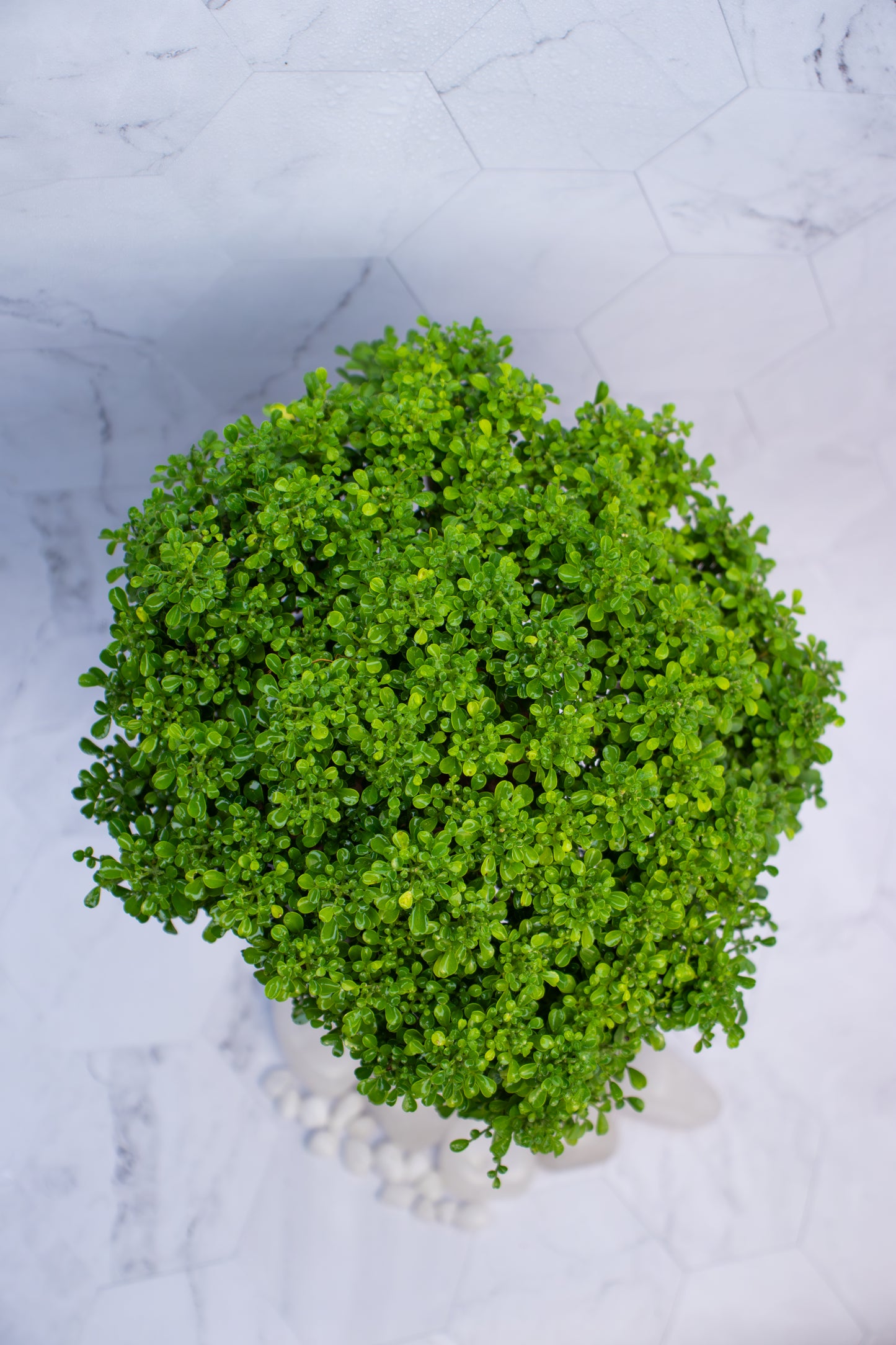 Table Kamini plant with Self Watering Pot  , close-up 