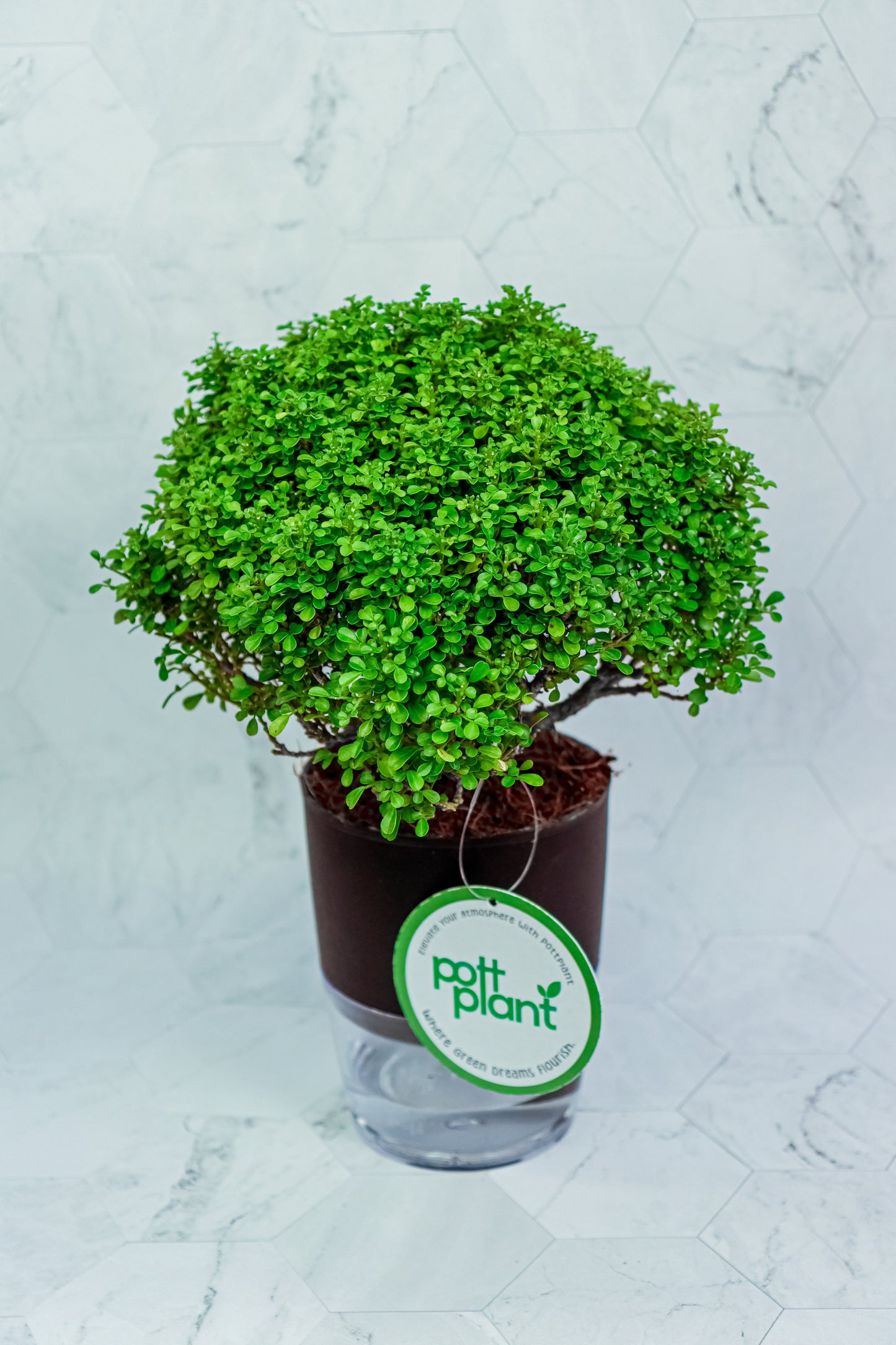 Table Kamini plant with Self Watering black Pot