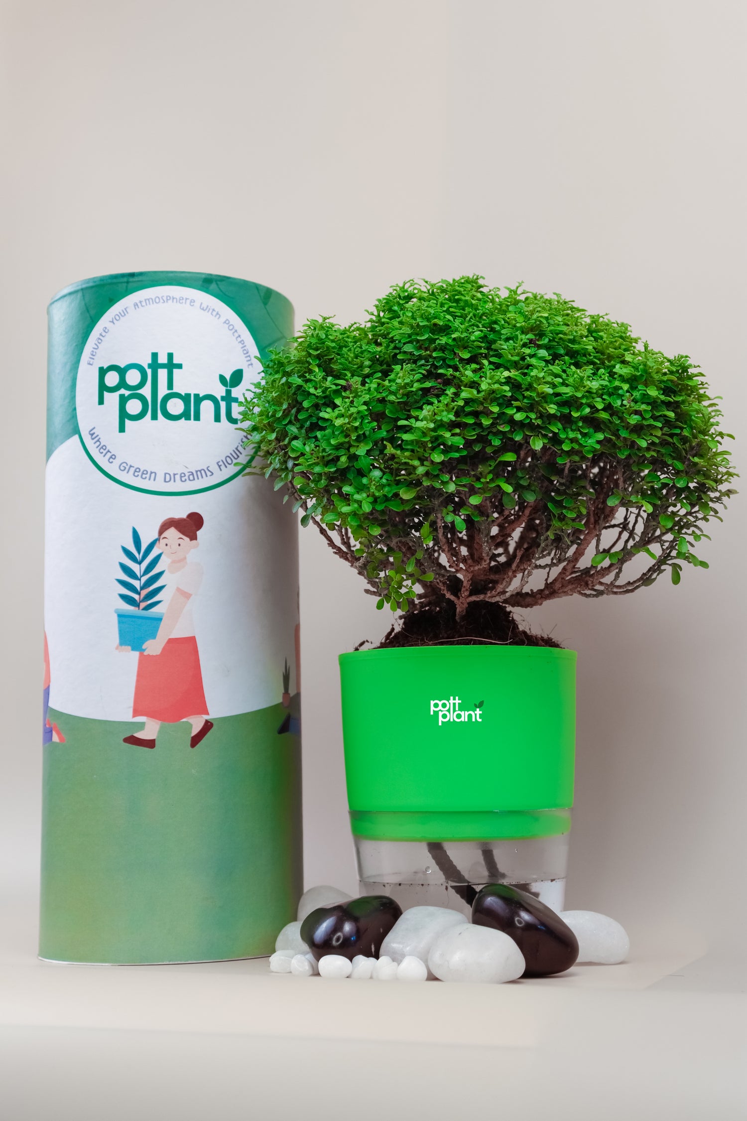 Table Kamini plant with packaging box