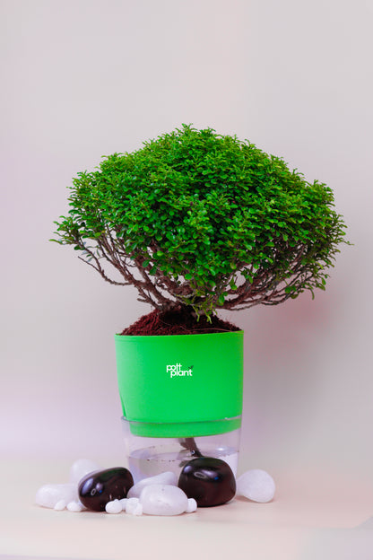 Table Kamini plant with Self Watering green Pot