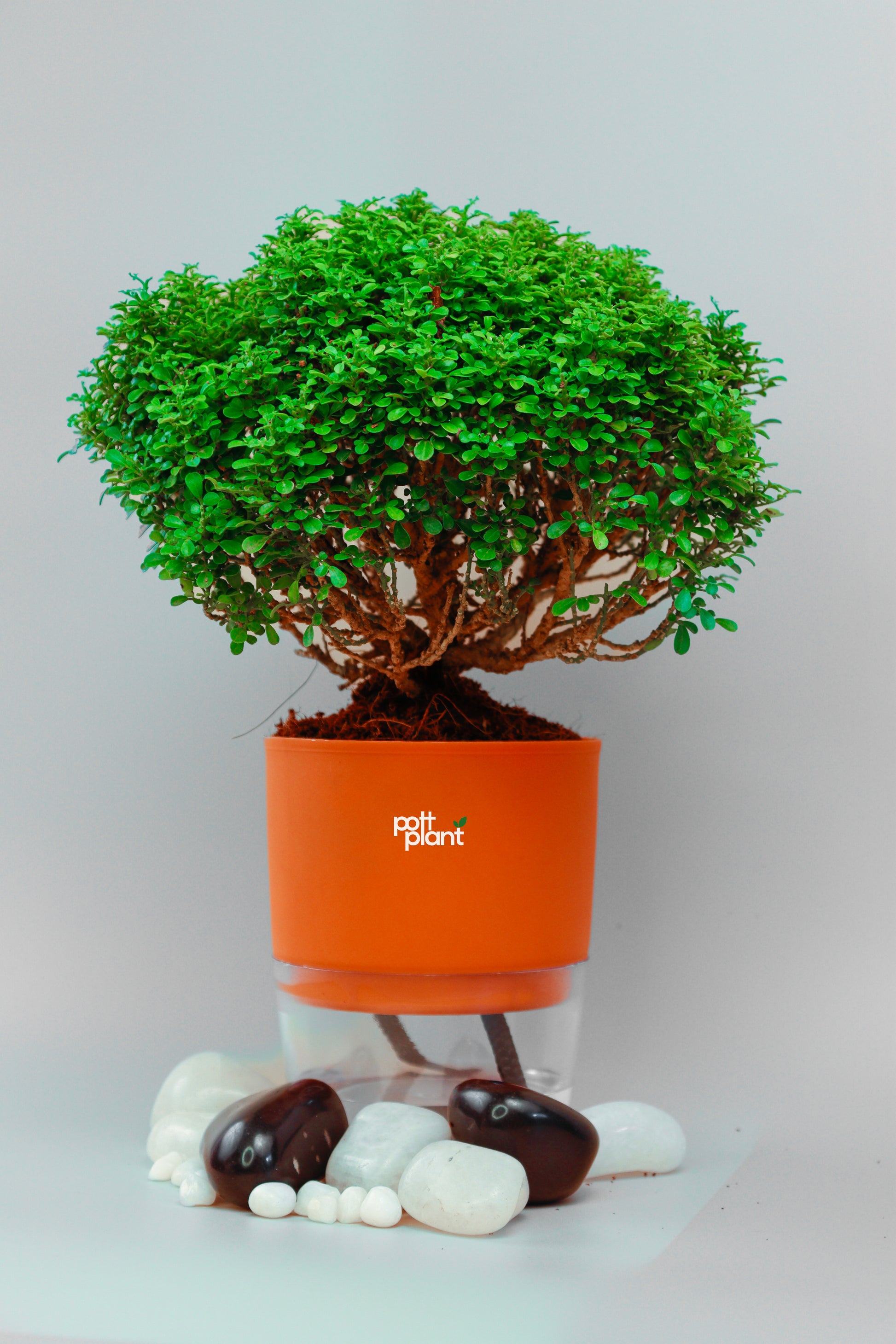 Table Kamini plant with Self Watering orange Pot