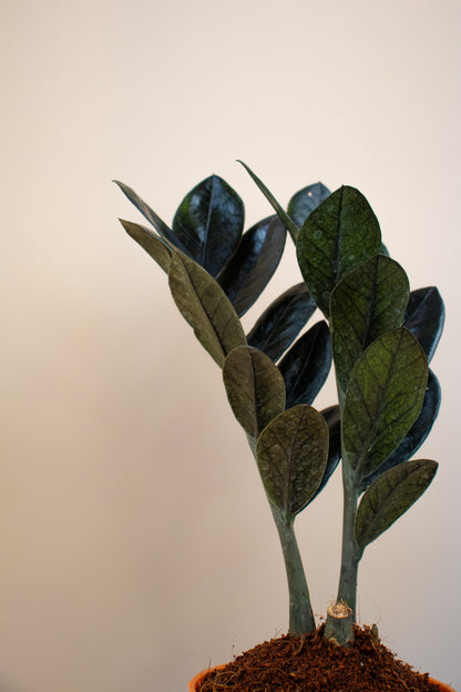 best pot for a zz plant ZZ Black Plant With Self Watering Pot by PottPlant
