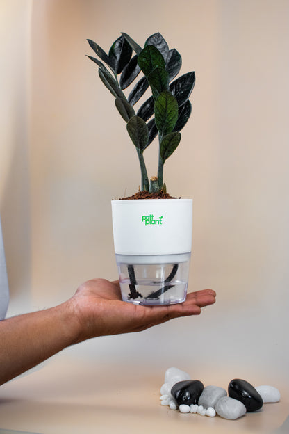 watering zz plant ZZ Black Plant With Self Watering Pot by PottPlant