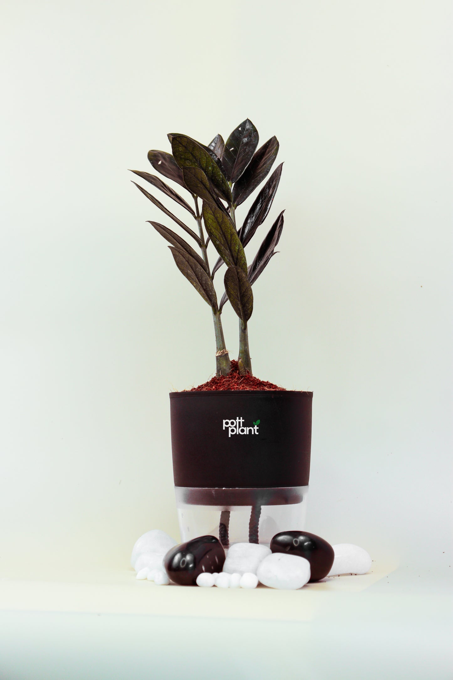 ZZ Black Plant With Self Watering Pot by PottPlant
