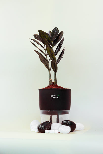 ZZ Black Plant With Self Watering Pot by PottPlant