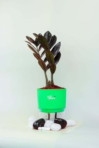 ZZ Black Plant With Self Watering Pot by PottPlant