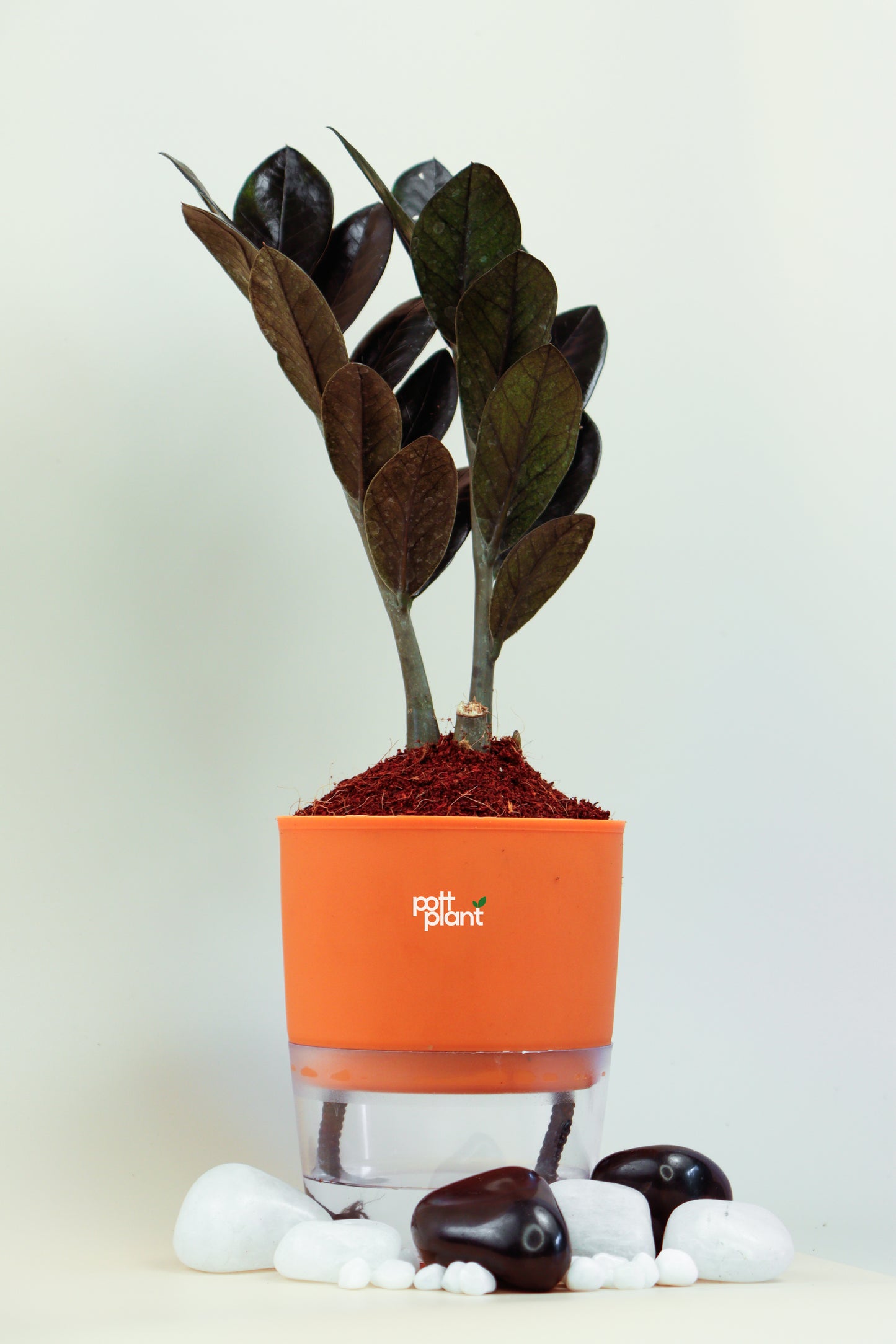 ZZ Black Plant With Self Watering Pot by PottPlant