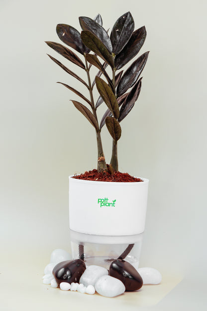 ZZ Black Plant With Self Watering Pot by PottPlant