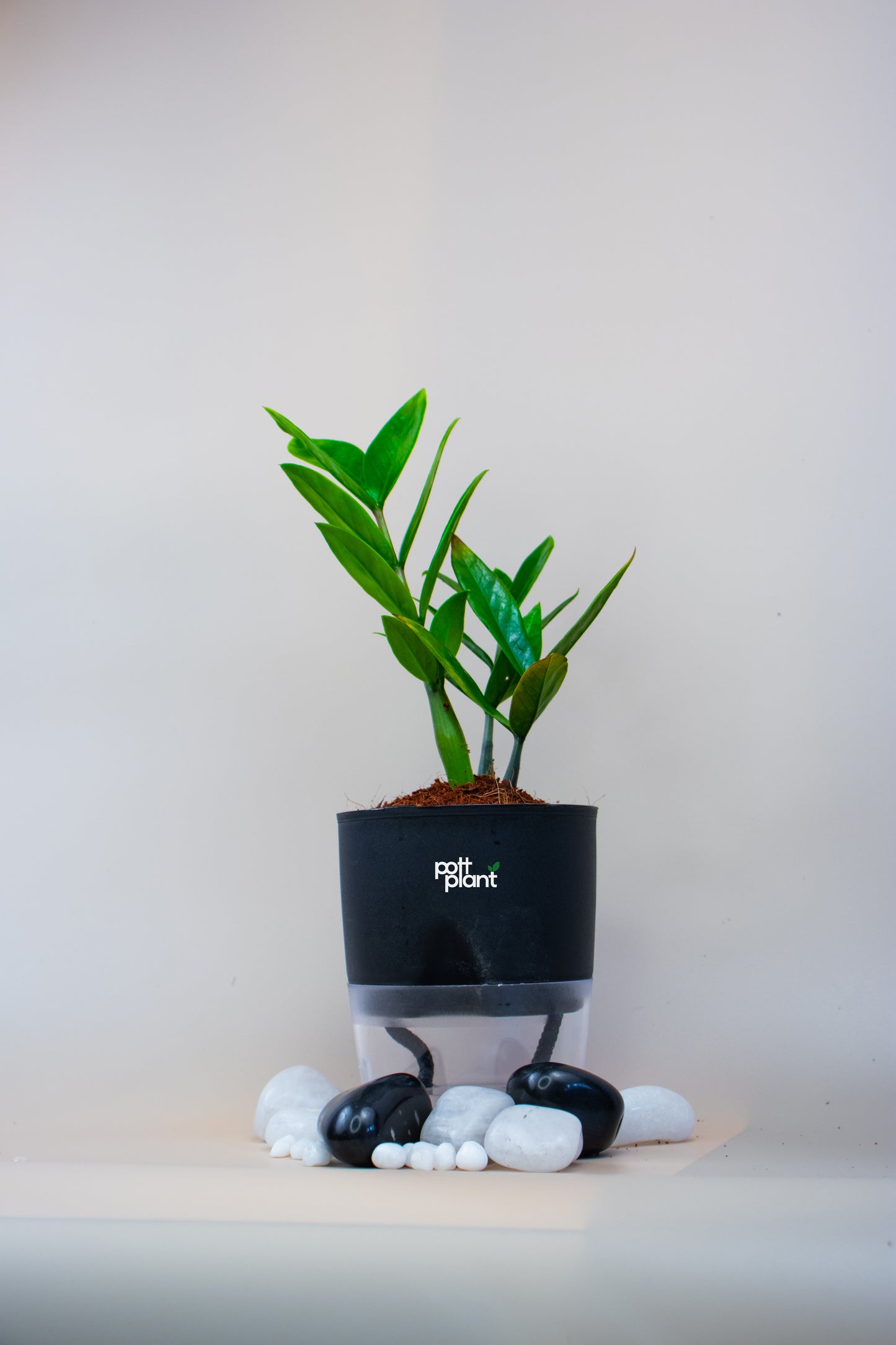 ZZ Green Plant With Self Watering Pot by PottPlant