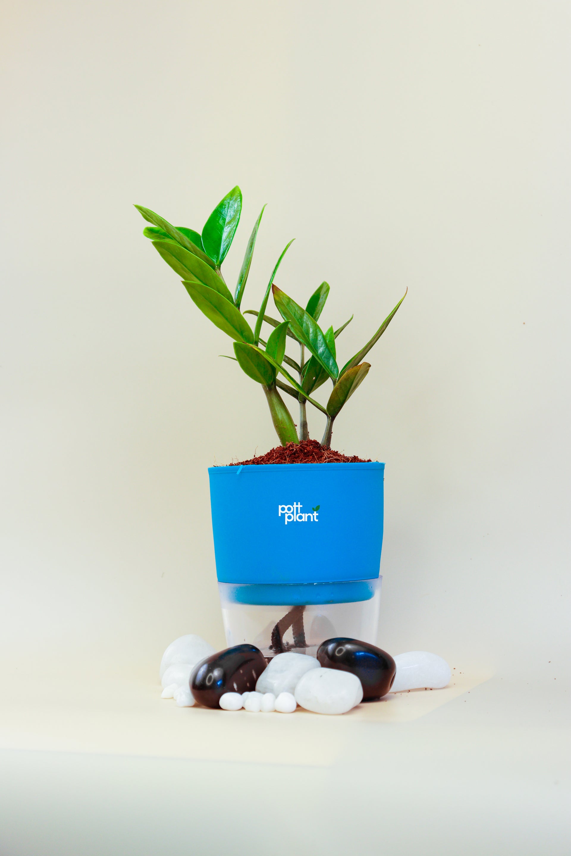 blue zz plant ZZ Green Plant With Self Watering Pot by PottPlant