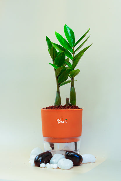 ZZ Green Plant With Self Watering Pot by PottPlant