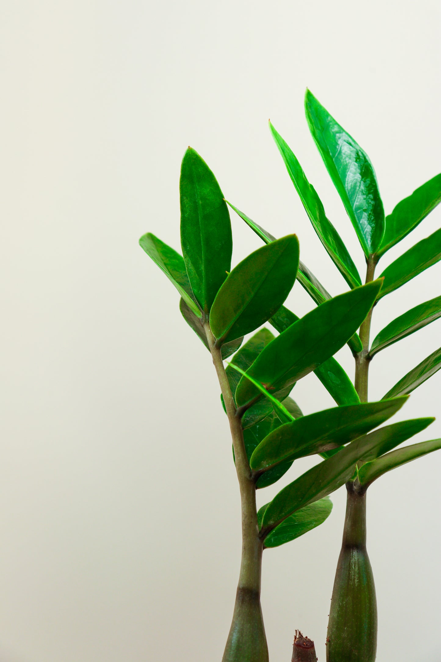 ZZ Green Plant With Self Watering Pot by PottPlant