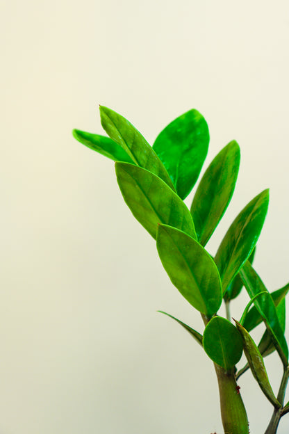 ZZ Green Plant With Self Watering Pot by PottPlant