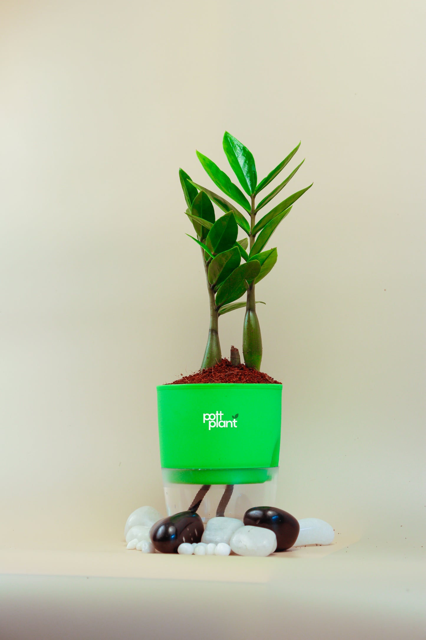 ZZ Green Plant With Self Watering Pot by PottPlant