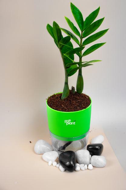 ZZ Green Plant With Self Watering Pot by PottPlant